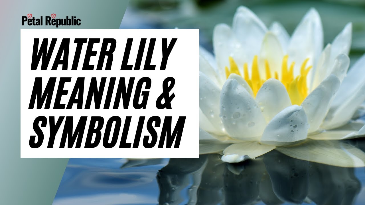 Water Lily Flower Meaning & Symbolism