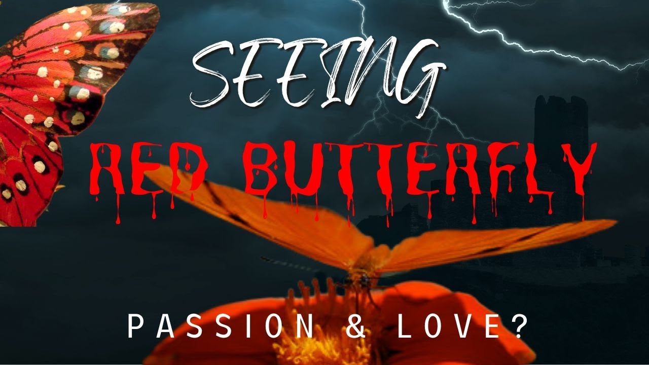 Red Butterfly Meaning | Passion & love | Butterfly Symbolism