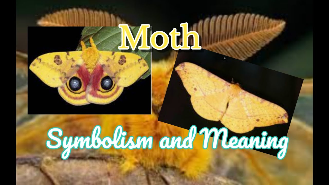 Moth Symbolism and Meaning