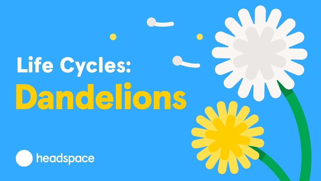 The Mindful Evolution of the Dandelion