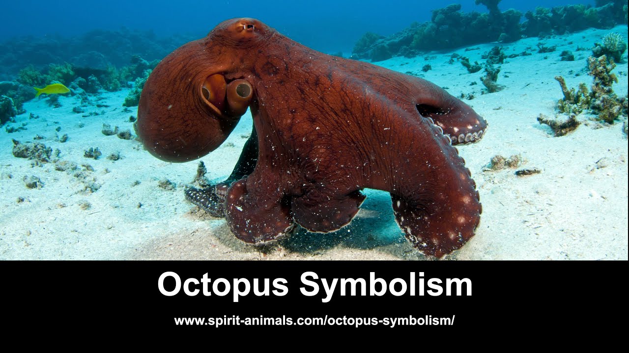 Octopus Symbolism