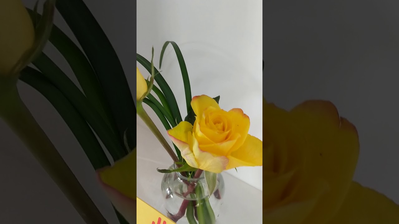 What Does a Yellow Rose Mean?