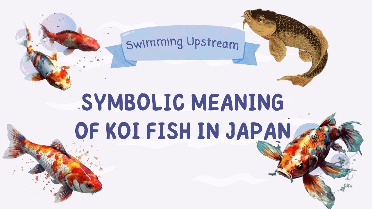 Swimming Upstream: Understanding the Symbolic Meaning of Koi Fish in Japan
