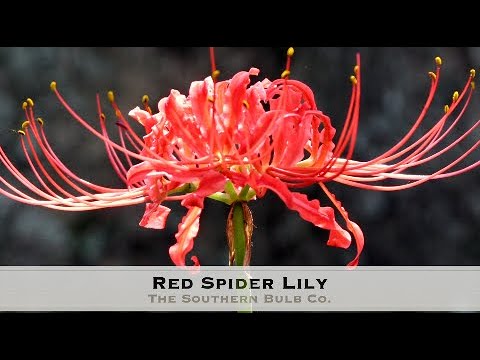 Red Spider Lily