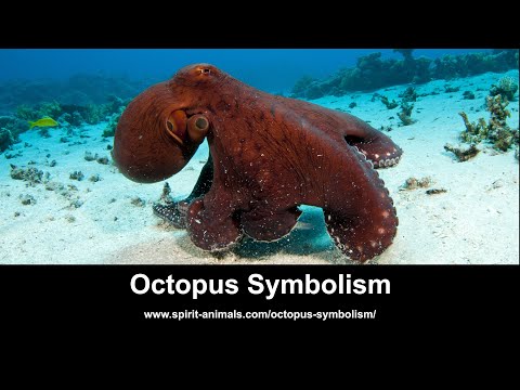 Octopus Symbolism