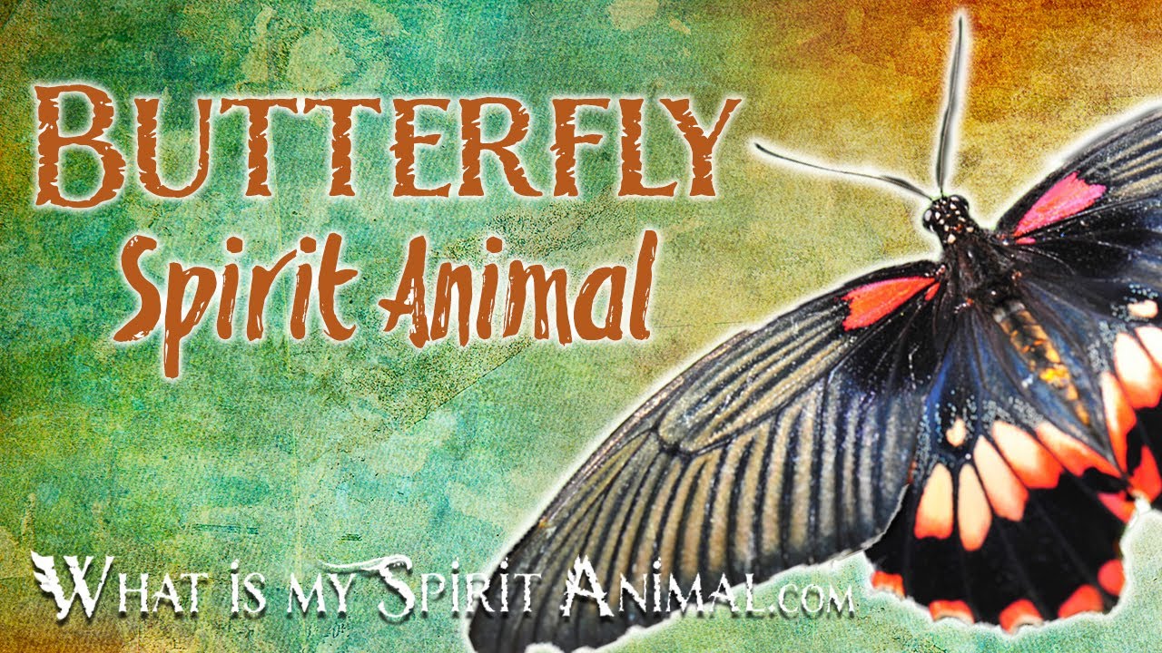 Butterfly Spirit Animal Butterfly Totem & Power Animal | Butterfly Symbolism & Meanings