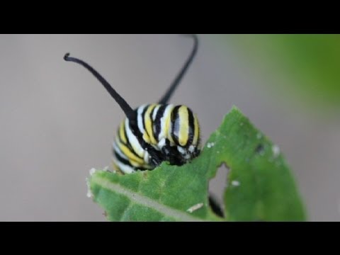 Life Cycle of the Monarch Butterfly