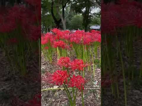 The meaning of spider lilies - 彼岸花 higanbana