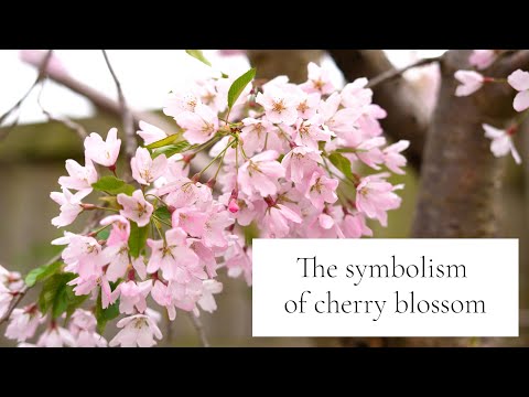 The Meaning and Symbolism of Cherry Blossom