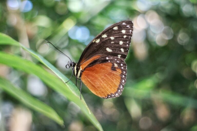 From Pixels to Wings: The Magic of Digital Butterfly Art
